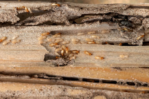 Wasp Removal Services in Oakland City, IN